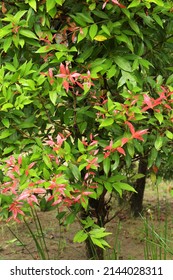 Photinia × Fraseri, Known As Red Tip Photinia And Christmas Berry, Is A Nothospecies In The Rose Family, Rosaceae. Focus Selective