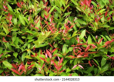 Photinia × Fraseri, Known As Red Tip Photinia And Christmas Berry, Is A Nothospecies In The Rose Family, Rosaceae. Focus Selective