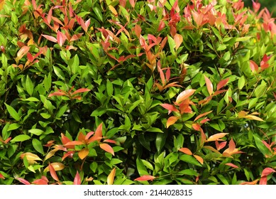 Photinia × Fraseri, Known As Red Tip Photinia And Christmas Berry, Is A Nothospecies In The Rose Family, Rosaceae. Focus Selective