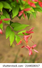 Photinia × Fraseri, Known As Red Tip Photinia And Christmas Berry, Is A Nothospecies In The Rose Family, Rosaceae. Focus Selective