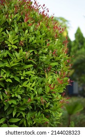 Photinia × Fraseri, Known As Red Tip Photinia And Christmas Berry, Is A Nothospecies In The Rose Family, Rosaceae. Focus Selective