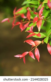 Photinia × Fraseri, Known As Red Tip Photinia And Christmas Berry, Is A Nothospecies In The Rose Family, Rosaceae. Focus Selective