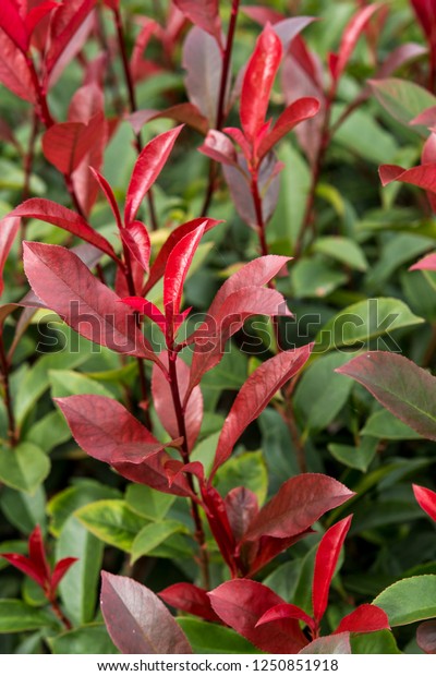 Photinia Fraseri Mandarino Stock Photo (Edit Now) 1250851918