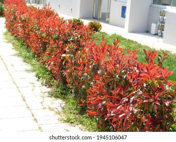 A photinia fraseri red robin hedge with red and green leaves, in a garden in Attica, Greece