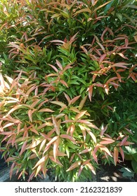 Photinia Is A Genus Of About 40-60 Species Of Small Trees And Large Shrubs, But Recent Taxonomy Is Highly Variable, With The Genus Heteromeles, Flowers Pleasing To The Eye.