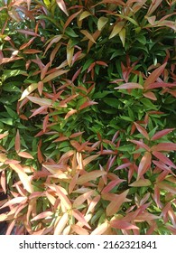 Photinia Is A Genus Of About 40-60 Species Of Small Trees And Large Shrubs, But Recent Taxonomy Is Highly Variable, With The Genus Heteromeles, Flowers Pleasing To The Eye.