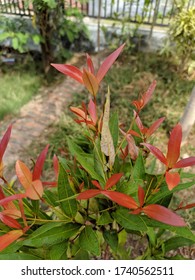 Photinia Glabra
(Thunb.) Maxim Or We Indonesian Call It Pucuk Merah. You Can Found It At Indonesian Garden Most Of All People There Have It. 