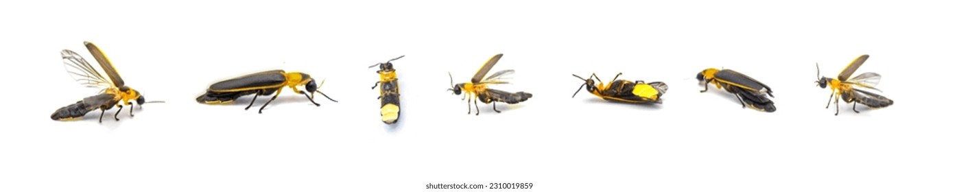 Photinus collustrans - a firefly or fire fly, lightning bug, glowworm an increasingly rare insect due to development and construction loss of habitat. Isolated on white background. seven views - Powered by Shutterstock