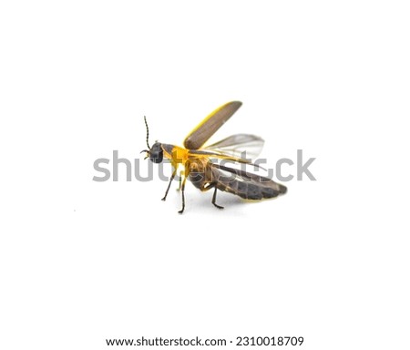 Photinus collustrans - a firefly or fire fly, lightning bug, glowworm an increasingly rare insect due to development and construction loss of habitat. Isolated on white background. In flight side view
