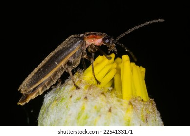 Photinus pyralis, also known as the common eastern firefly, is a light-producing beetle that is commonly found in North America. This lightning bug is perched on top of a Chamomile yellow flowers. - Shutterstock ID 2254133171