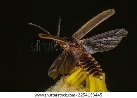 Photinus pyralis, also known as the common eastern firefly spreading its wings ready for flight. This lightning bug is perched on top of a Chamomile yellow flowers.