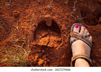 Photo from above of woman's foot next to cloven hoof footprint | Close top down photo of female foot in a sandal put next to hoof footprint in the dry ground