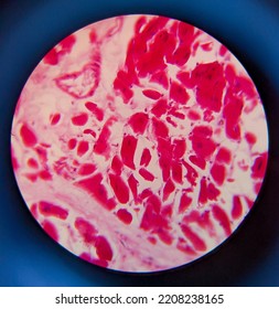 photo of adipose tissue under the microscope - Shutterstock ID 2208238165
