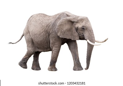 Photo of adult African Elephant facing side walking. Isolated on white background. 