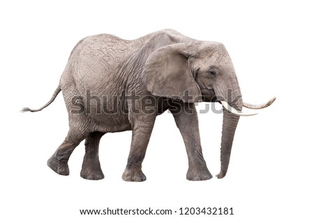 Photo of adult African Elephant facing side walking. Isolated on white background. 
