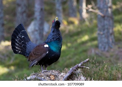 Photo Of An Adult Male Capercaillie Displaying In A Forest In The Scottish Highlands. Largest Member Of The Grouse Family.