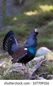 Photo Of An Adult Male Capercaillie Displaying In A Forest In The Scottish Highlands. Largest Member Of The Grouse Family.