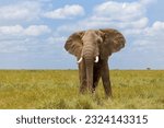 A photo of a African elephant shot in Masai Mara Kenya