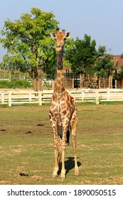 Photo Of African Giraffe In The Zoo