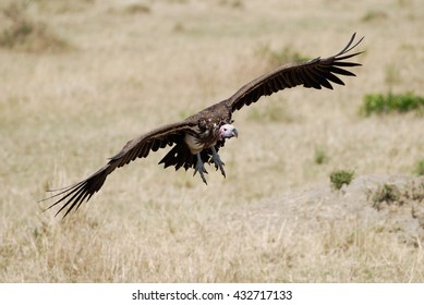 Photo African Vulture Flying Over The Earth In Search Of Prey, Shot In Kenya, Africa