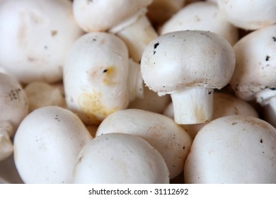 Photo Of Agaricus,Agaricus Bisporus