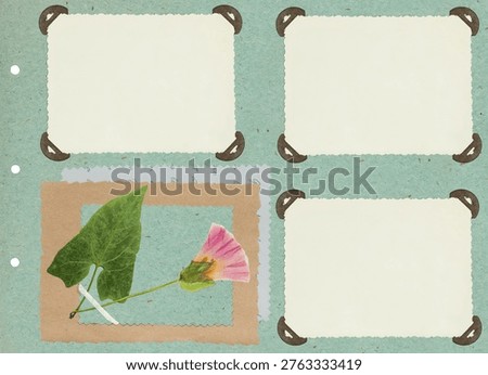 Photo album layout with empty photo frames. Page for stories. Scrapbook composition with floral elements. Page from an old photo album. Dried pressed bindweed or convolvulus, morning-glory flowers.