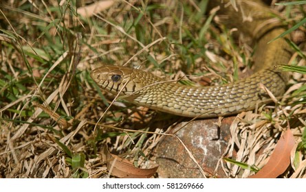 Discarded Snake Skin Head Close Stock Photo 1585970788 | Shutterstock