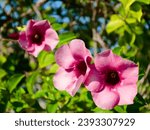 A photo of Allamanda Blanchetii blooms that I created in Kissimmee, Florida on September 15, 2023.