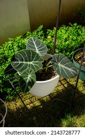 Photo Of Alocasia Reginula Flower With Fresh Leaves