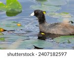 Photo of an American coot (Fulica americana) swimming in a lake. The American coot is a migratory bird that occupies most of North America.