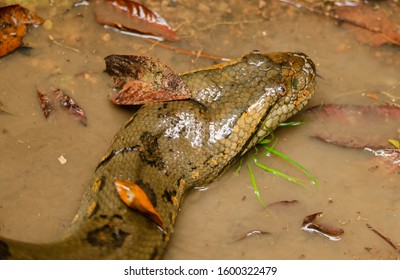 Photo of Anaconda head, close up