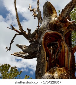 Photo of an ancient bristlecone pine tree at high elevation in the mountains of the Great Basin in Nevada.