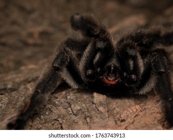 Photo Of Angry Sun Tiger Tarantula Male