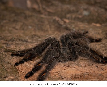 Photo Of Angry Sun Tiger Tarantula Male