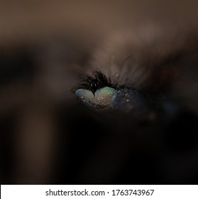 Photo Of Angry Sun Tiger Tarantula Male