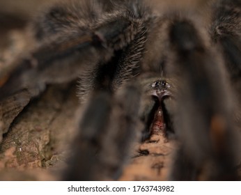 Photo Of Angry Sun Tiger Tarantula Male