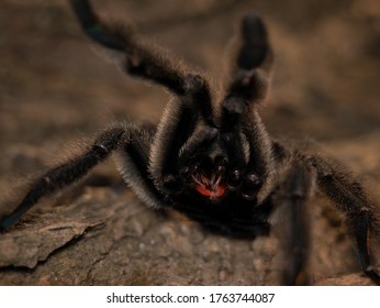 Photo Of Angry Sun Tiger Tarantula Male