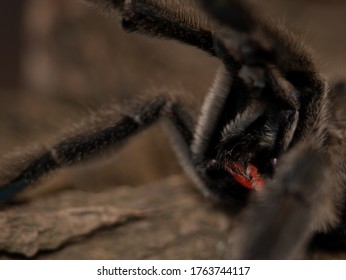 Photo Of Angry Sun Tiger Tarantula Male