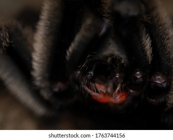 Photo Of Angry Sun Tiger Tarantula Male