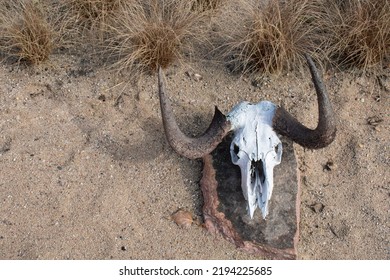 Photo Of An Animal Skull In The Desert