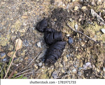 Faeces Images, Stock Photos & Vectors | Shutterstock