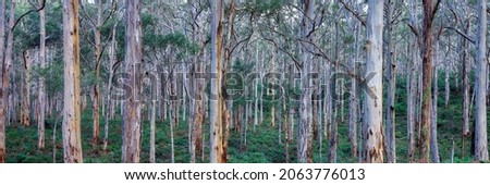 A photo of an Australian native bushland background
