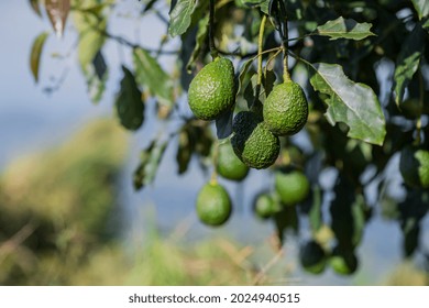 Photo Of Avocado Crop With Fruits For Harvesting 