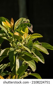 Photo Of Avocado Tree With Diseased Leaves. The Theme Of Farming And Diseases Of Green Spaces