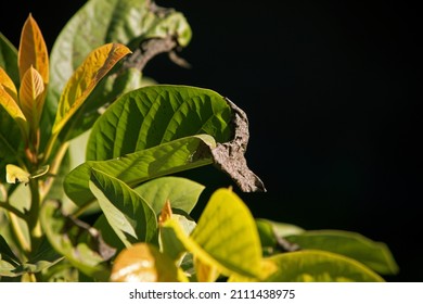 Photo Of Avocado Tree With Diseased Leaves. The Theme Of Farming And Diseases Of Green Spaces