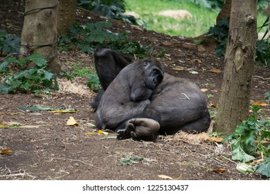 Photo Of Baby Gorilla Hugging Mother