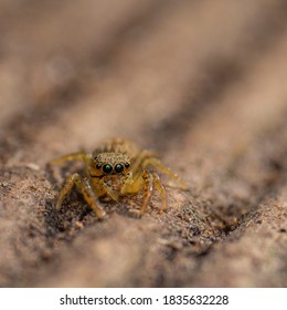 Photo Of Baby Jumping Spider 