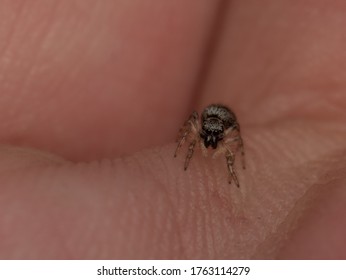 Photo Of Baby Jumping Spider On Hand