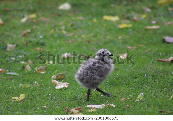 Photo D Un Bebe Oiseau De Mouette Photo De Stock Modifiable