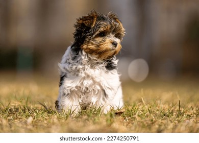 Photo baby Yorkshire Biewer Terrier